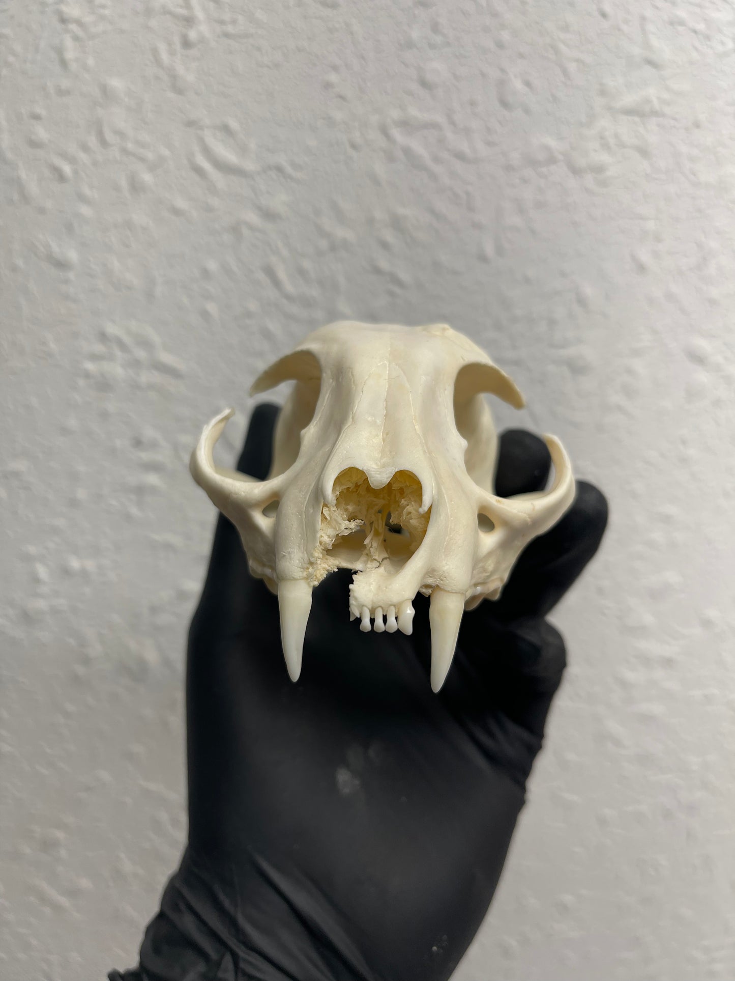 Reserved for Kaitlyn Michelle - Craft Pathological Bobcat Skull