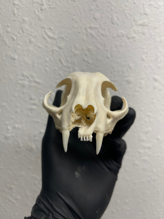 Reserved for Kaitlyn Michelle - Craft Pathological Bobcat Skull