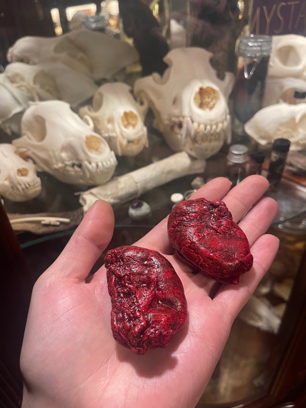 Reserved for Brandon - Dry Preserved Gray Wolf Kidneys