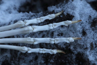 Bobcat Paw Articulation