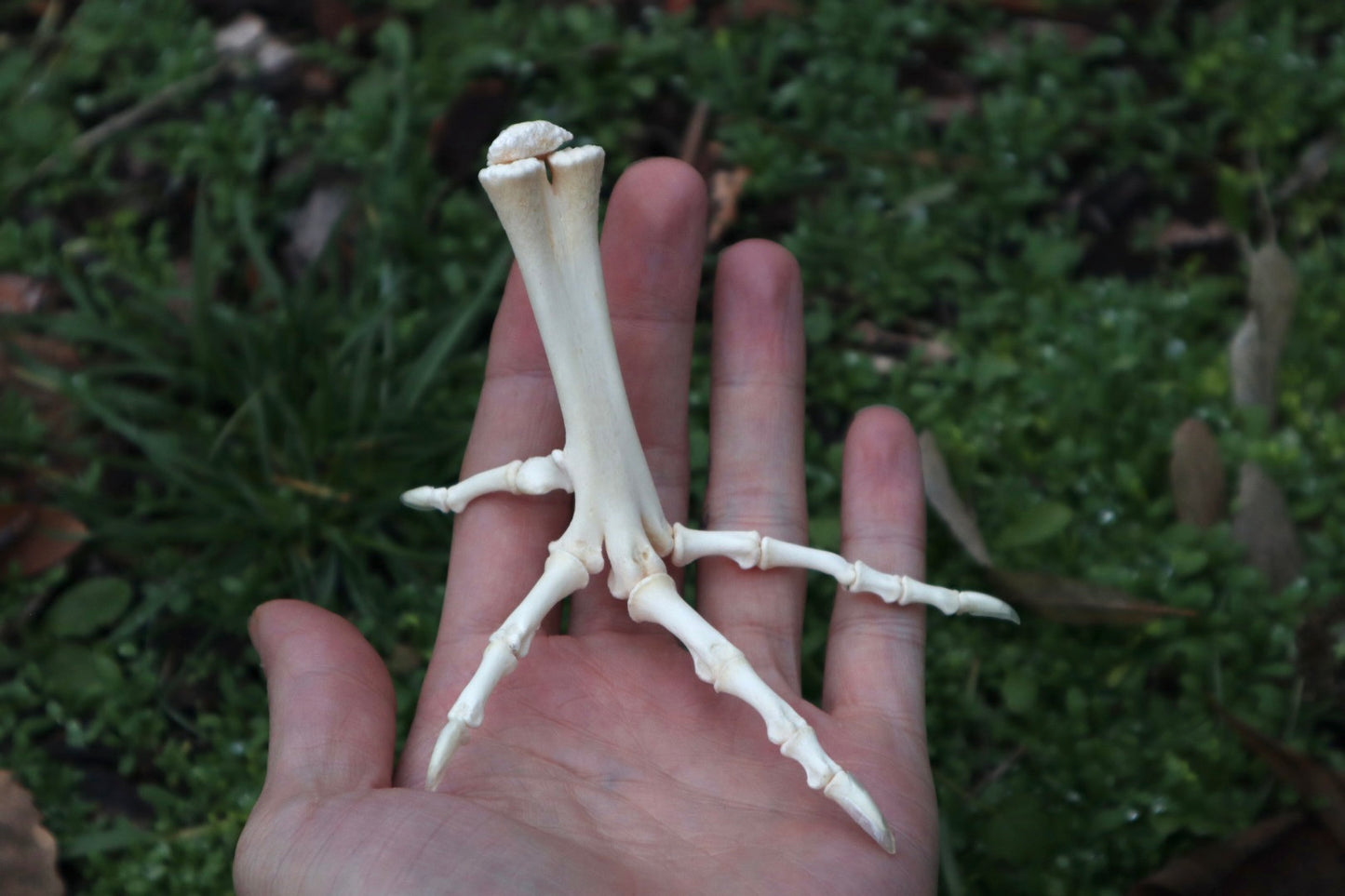 Chicken Foot Articulation