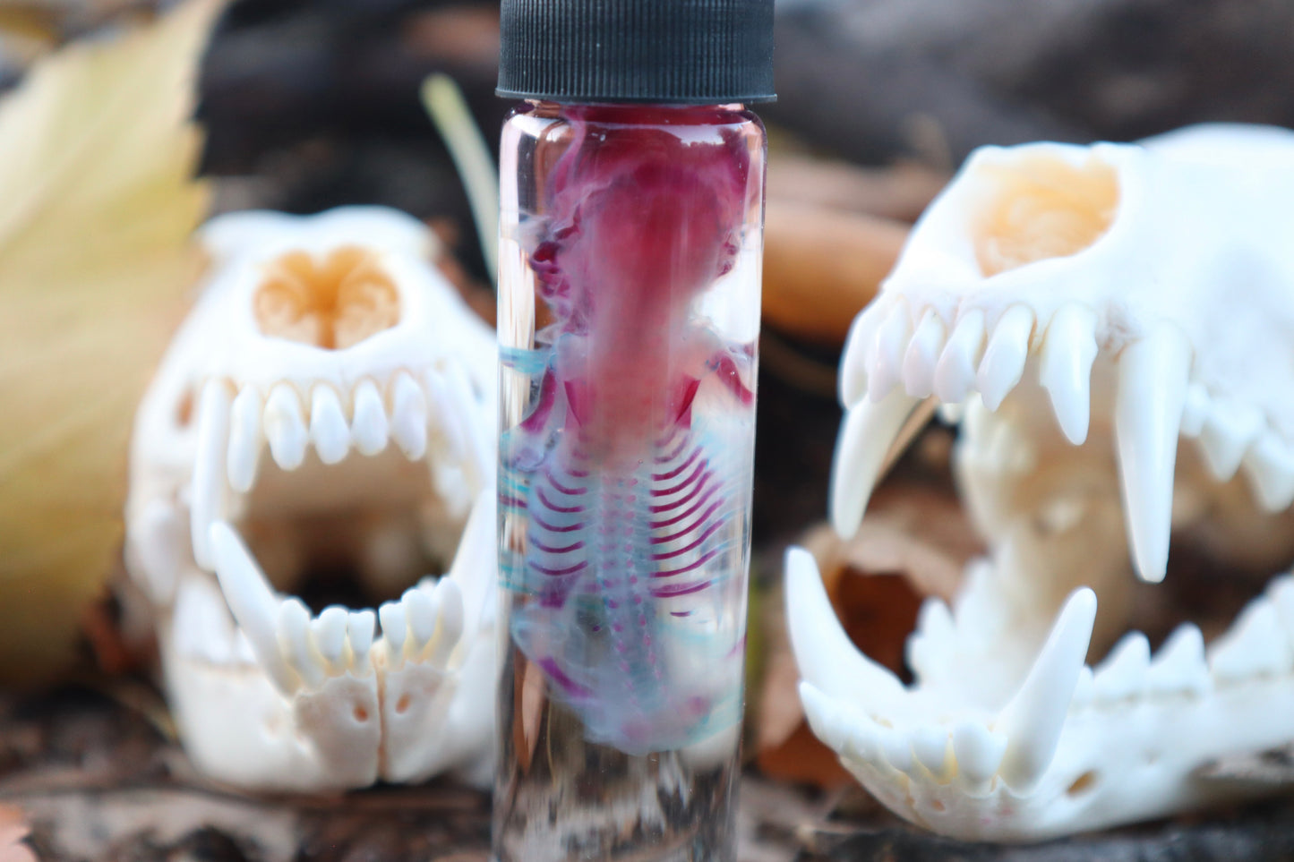 Diaphonized Fetal Coyote Pup
