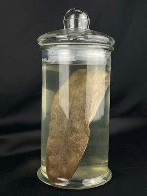 Reserved for Coffinherass - Gray Wolf Tongue Wet Specimen