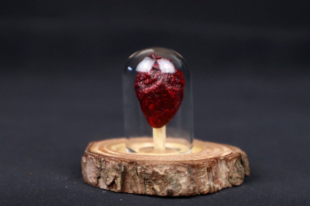 Dry Preserved Pigeon Heart in Glass Dome
