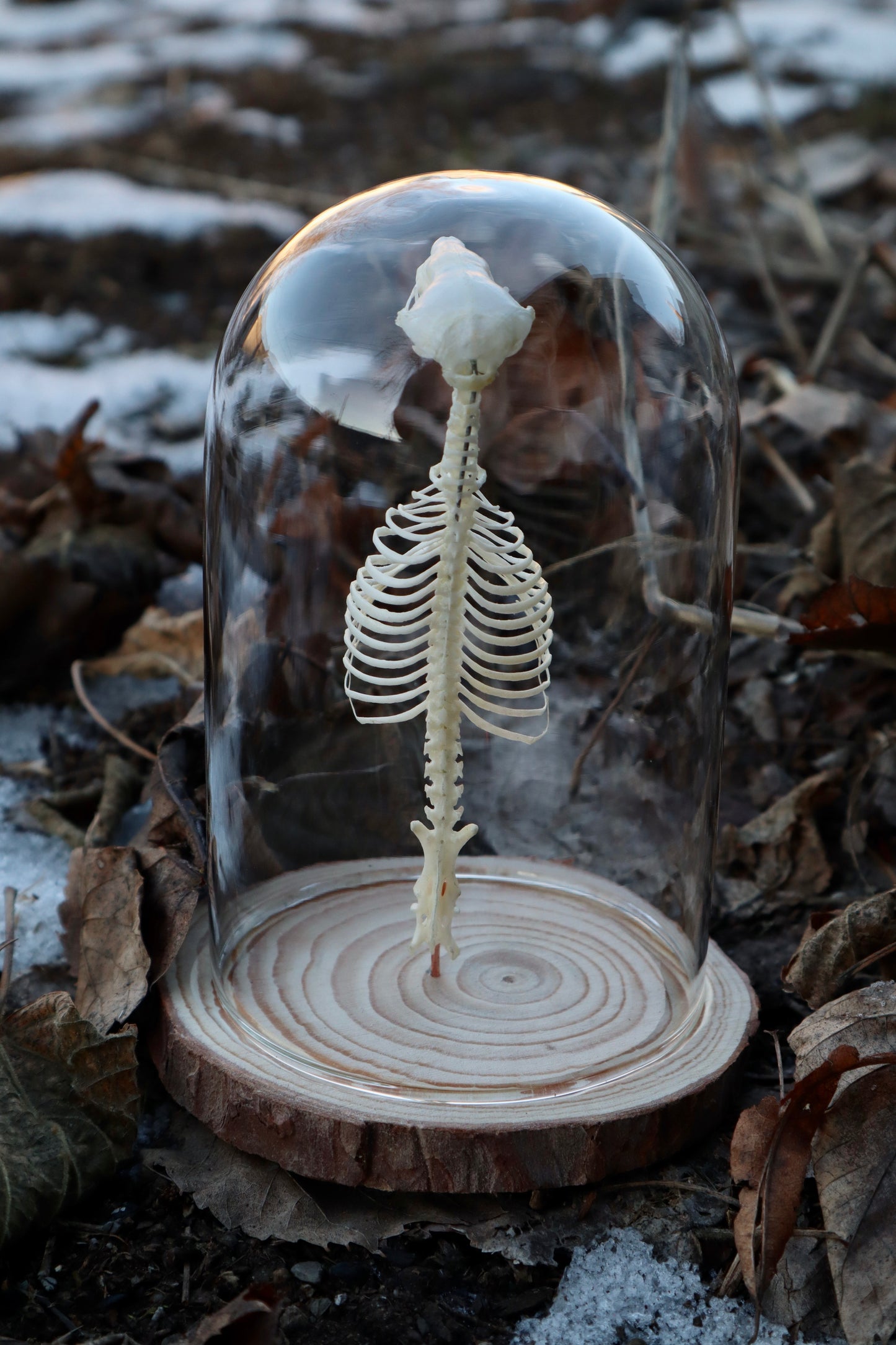 Mole Skull and Articulated Spinal Column