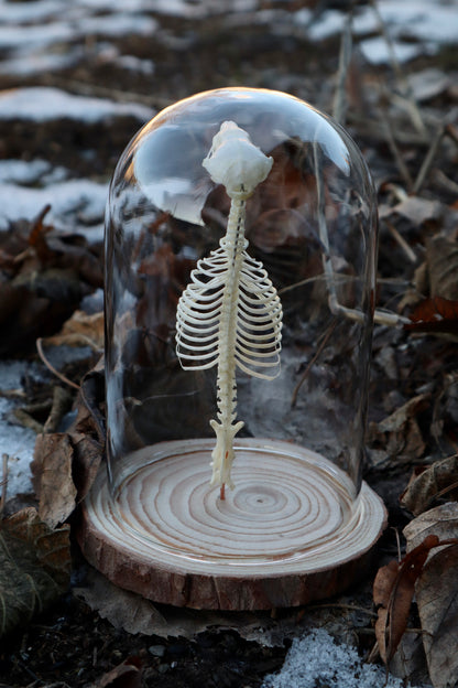 Mole Skull and Articulated Spinal Column