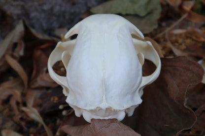 Reserved for Gabi - Bobcat Skull