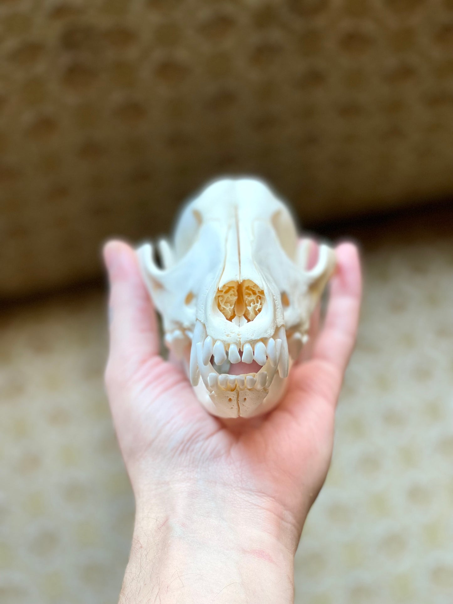 Reserved for Madison - Coyote Skull