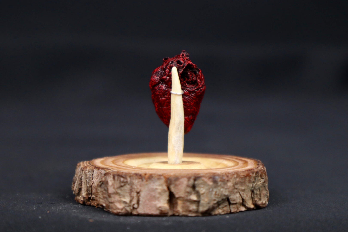 Dry Preserved Pigeon Heart in Glass Dome