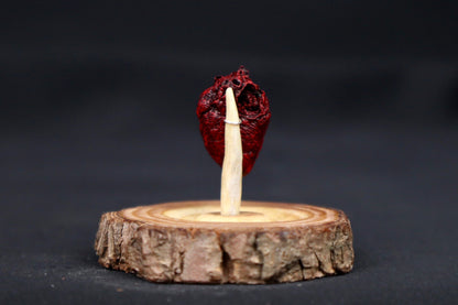 Dry Preserved Pigeon Heart in Glass Dome