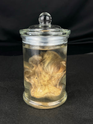 Reserved for The Vanity Witch -  Wet Specimen Northern Rocky Mountain Timber Wolf Paw Pads