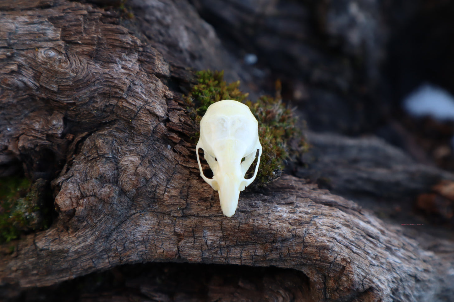 Mouse Skull