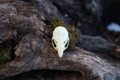 Mouse Skull