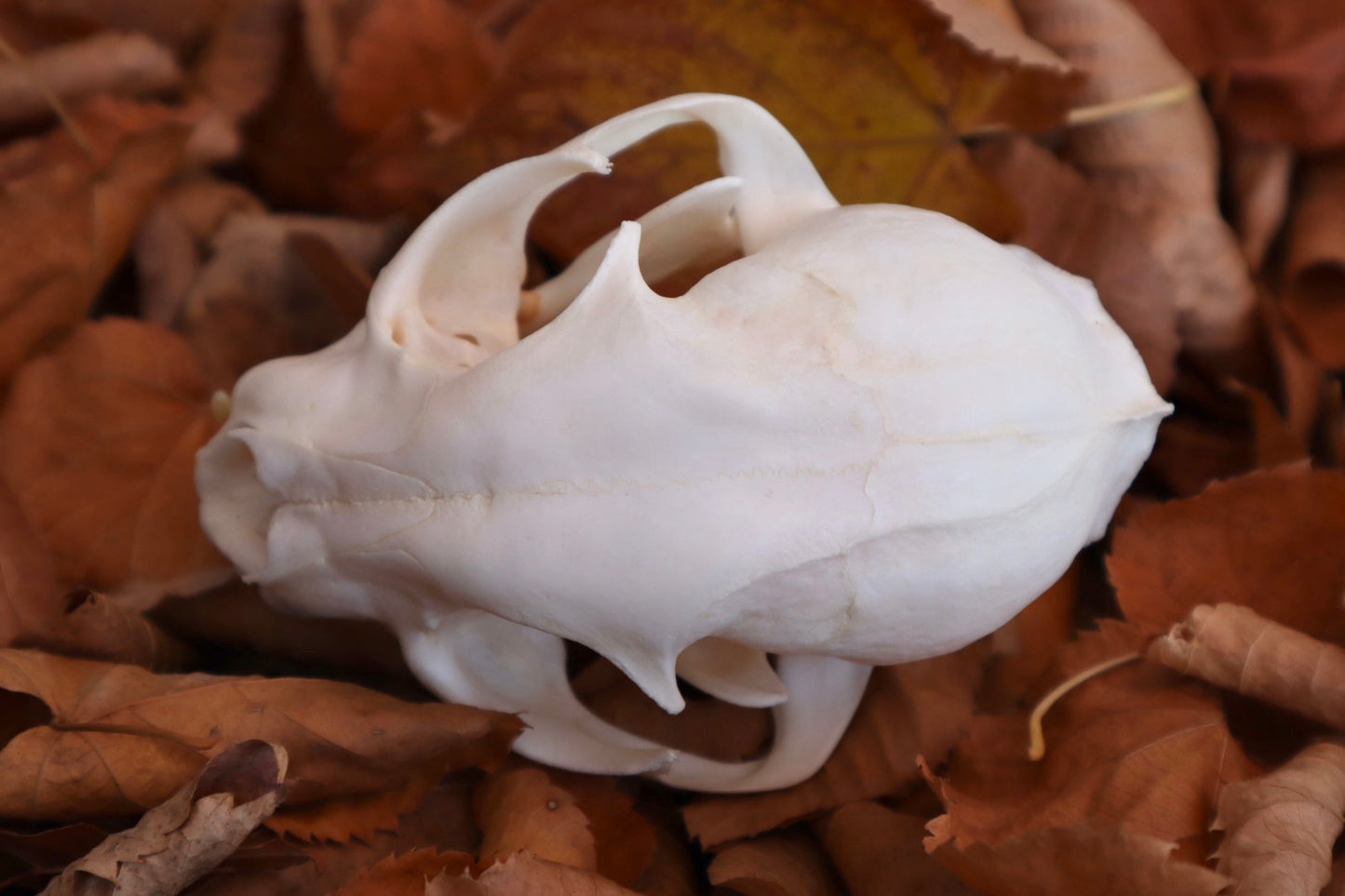 Alaskan Lynx Skull