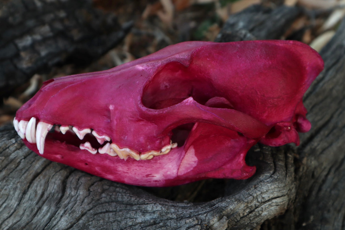 Reserved for Denise - Naturally Stained Coyote Skull