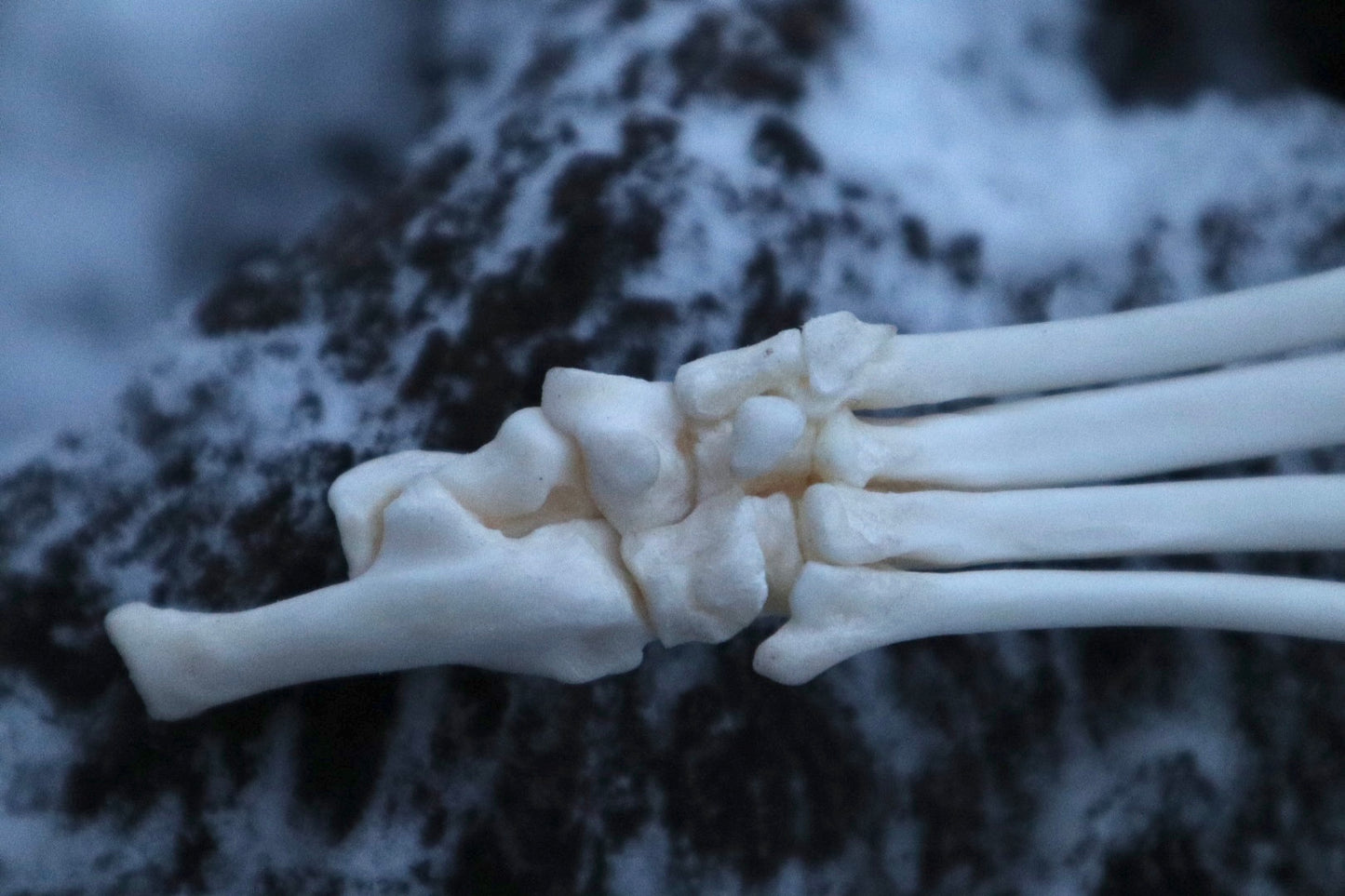 Bobcat Paw Articulation