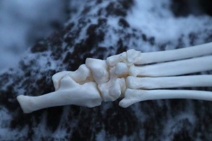 Bobcat Paw Articulation