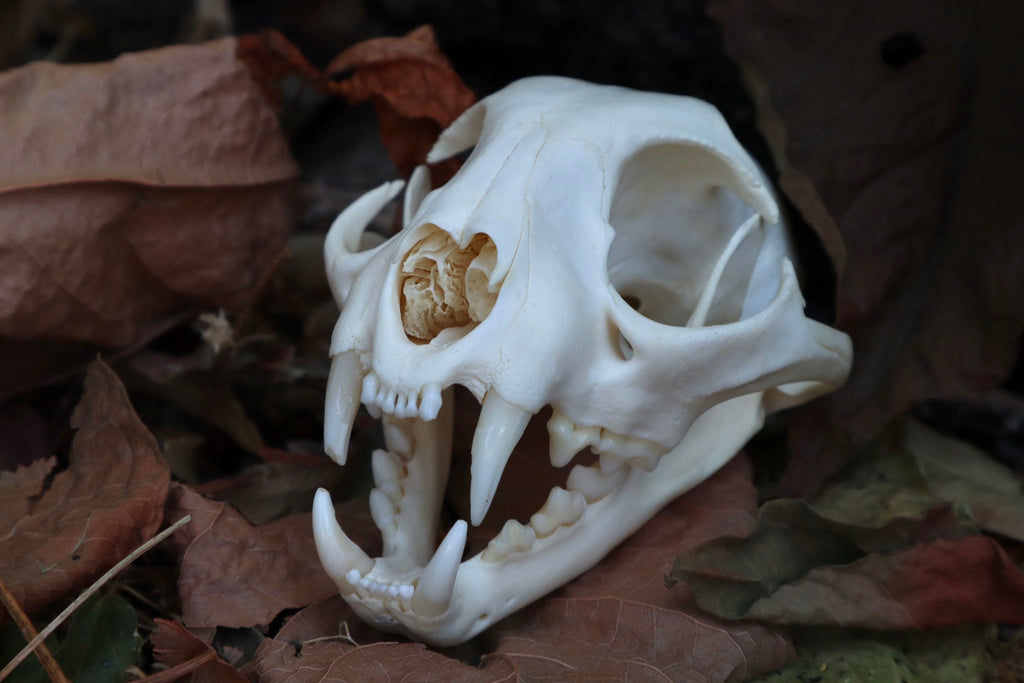 Reserved for Gabi - Bobcat Skull
