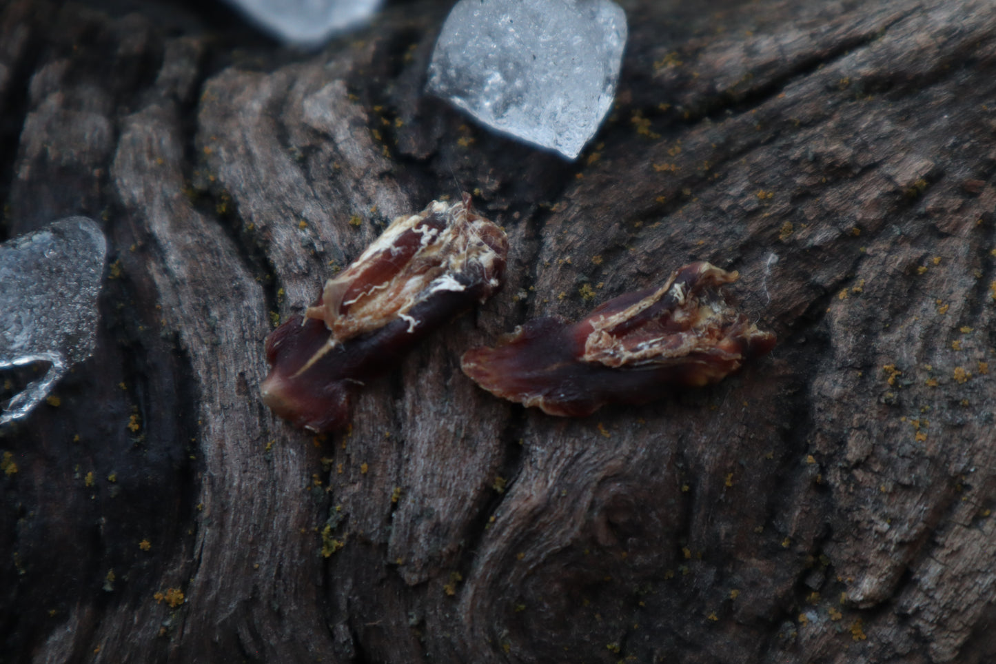 Dry Preserved Kitten Tongue