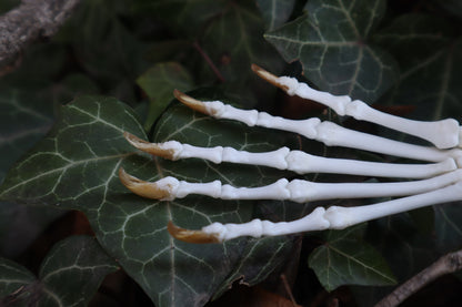 Raccoon Paw Articulation