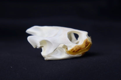 Red Eared Slider Skull