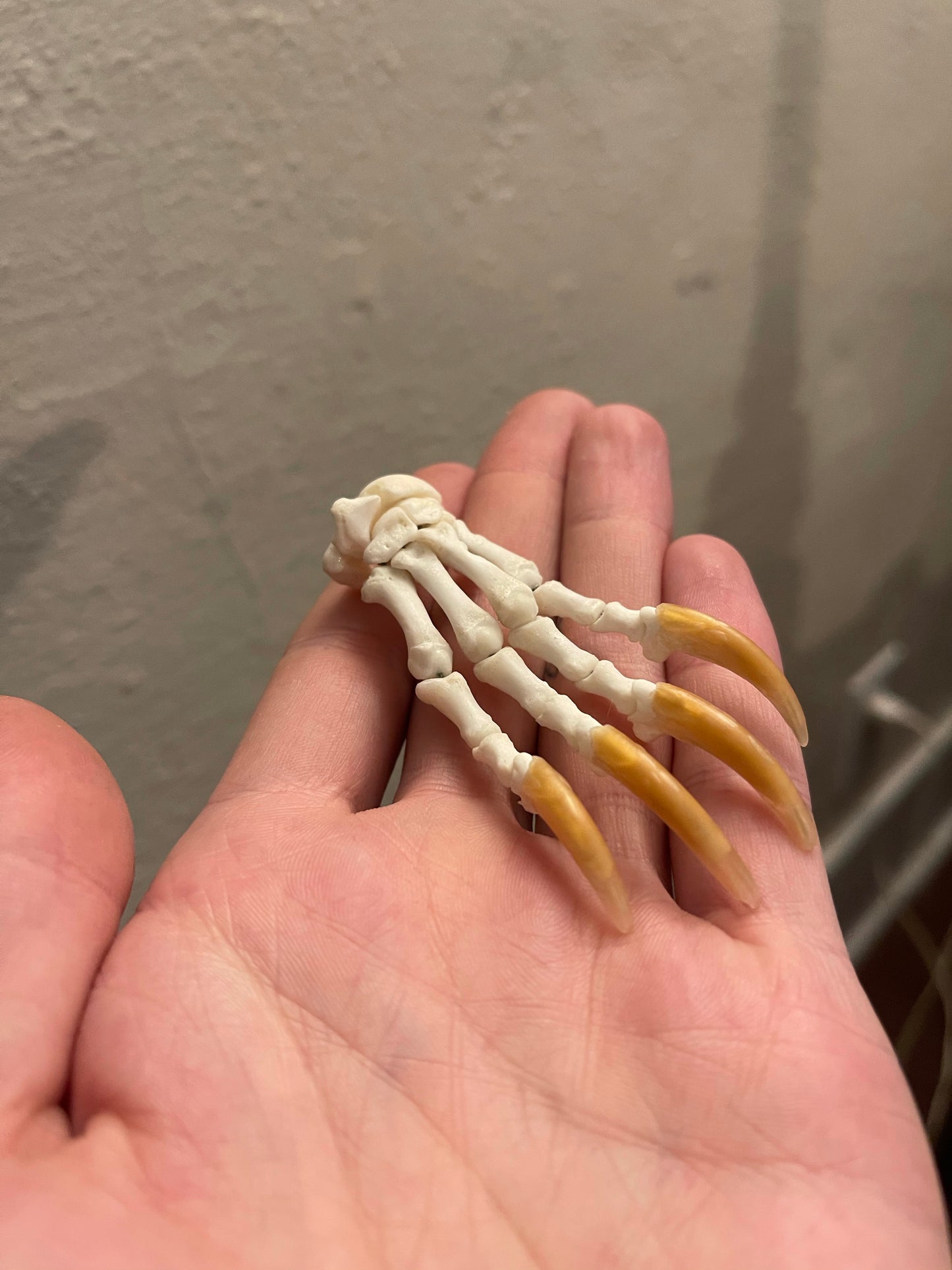 Reserved for Cody - Porcupine Paw Articulation