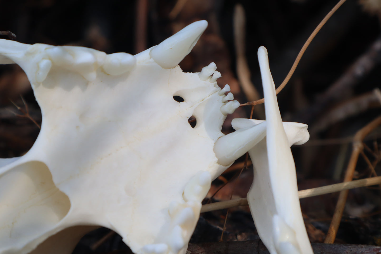Reserved for Cora - Geriatric Bobcat Skull
