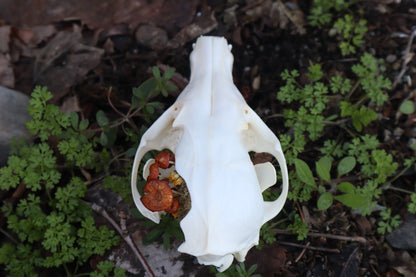Reserved for Skye - Red Fox Mushroom Skullpture