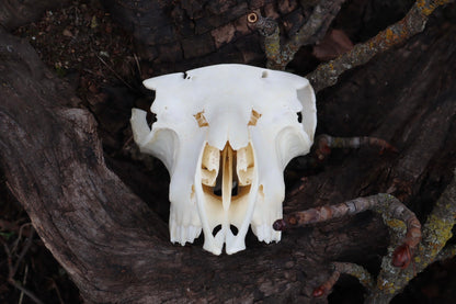 Reserved for Amanda - Partial Goat Skull