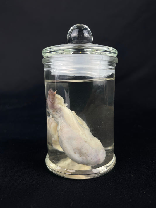 Reserved for Fabled Oddities  -  Wet Specimen Gray Wolf Testicles