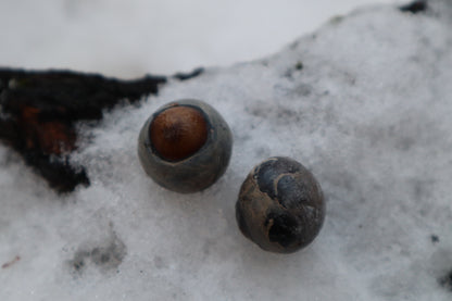 Reserved for Alexandra - Dry Preserved Greyhound Eyeballs