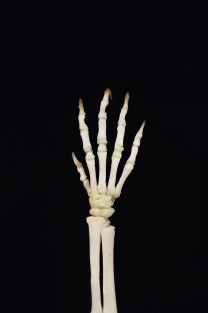 Domestic Kitten Arm Articulation