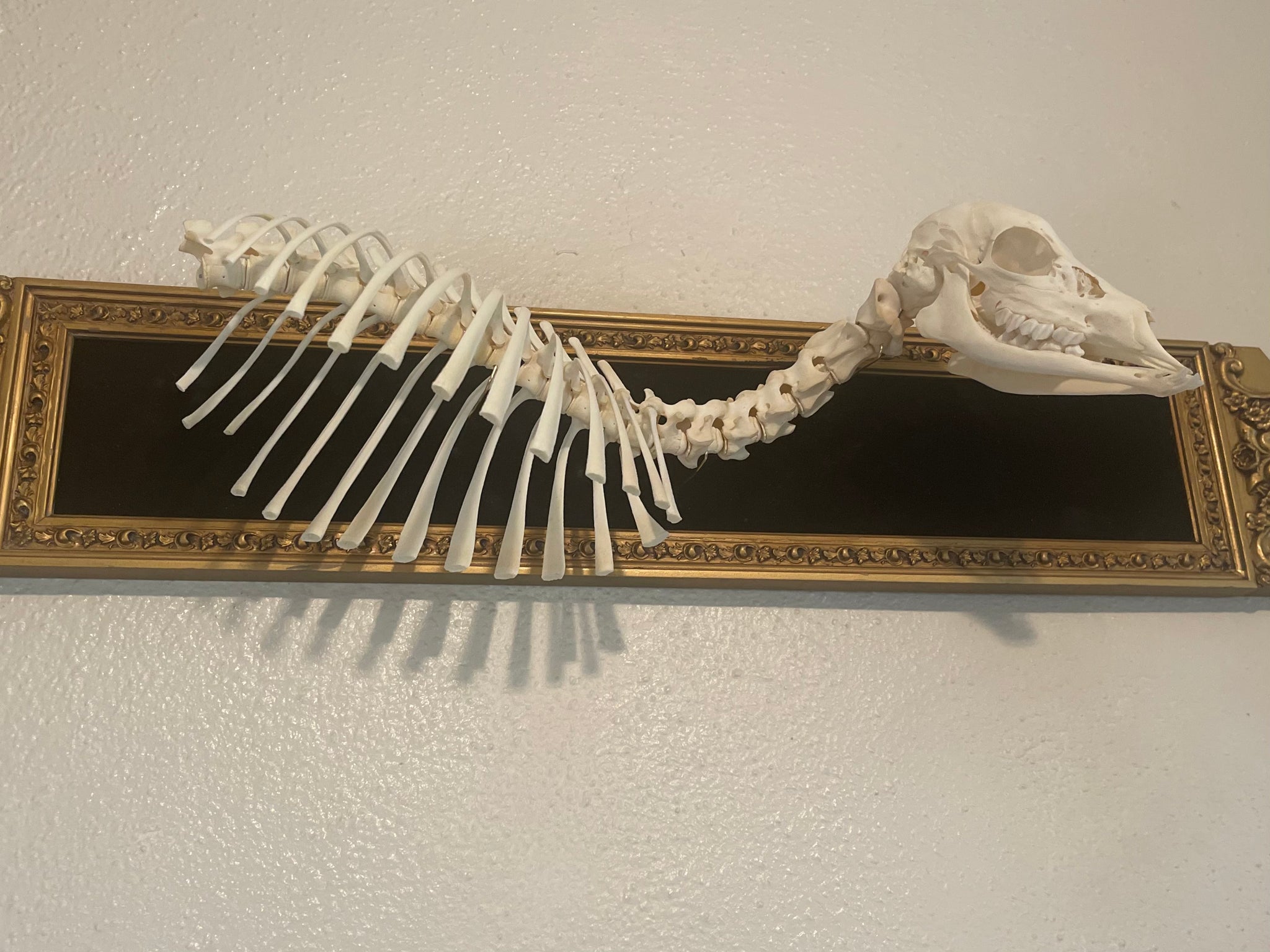 Reserved for Erin - Articulated Whitetail Fawn Skeleton
