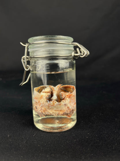 Reserved for Amaranth Arts -  Wet Specimen Gray Wolf Nose Cartilage