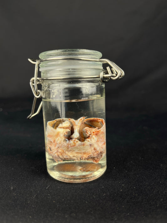 Reserved for Amaranth Arts -  Wet Specimen Gray Wolf Nose Cartilage