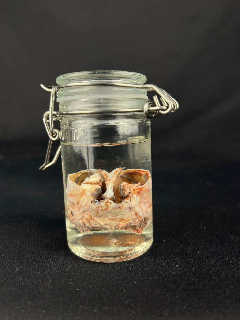 Reserved for Amaranth Arts -  Wet Specimen Gray Wolf Nose Cartilage