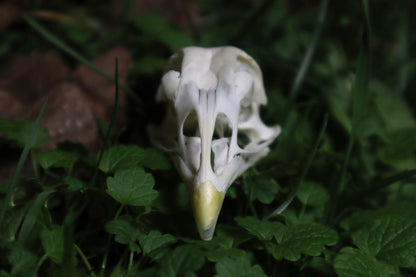 Chicken Skull with Sclerotic Rings