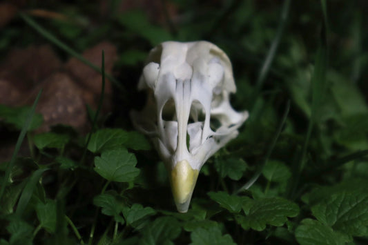Chicken Skull with Sclerotic Rings