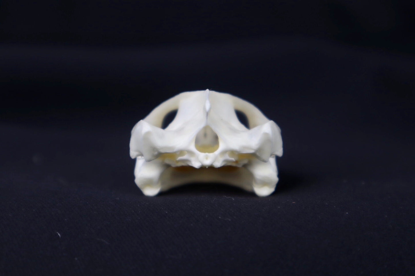 Red Eared Slider Skull
