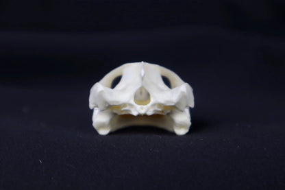 Red Eared Slider Skull
