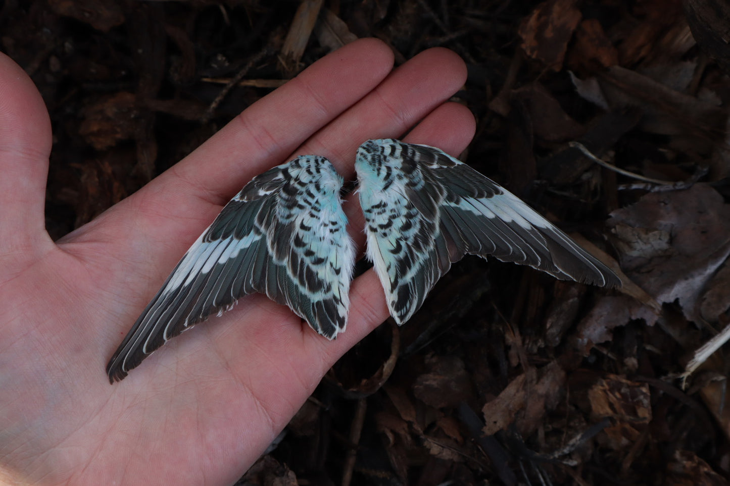 Dry Preserved Parakeet Wings