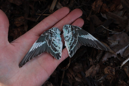 Dry Preserved Parakeet Wings