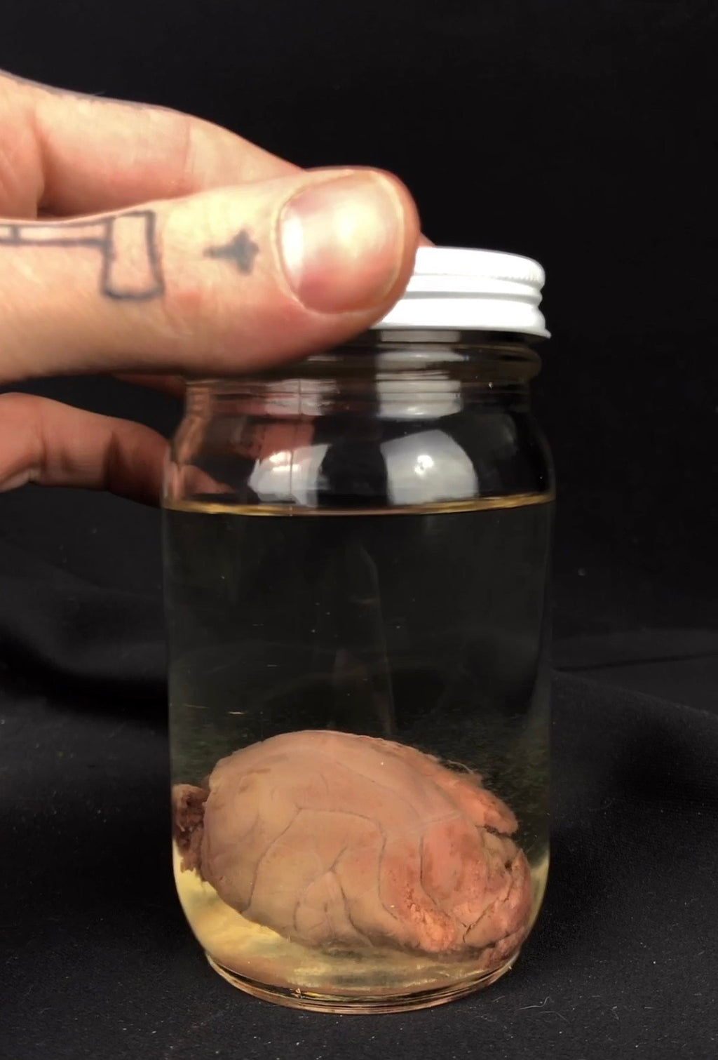 Reserved for Coffinherass - Wet Specimen Organ Collection