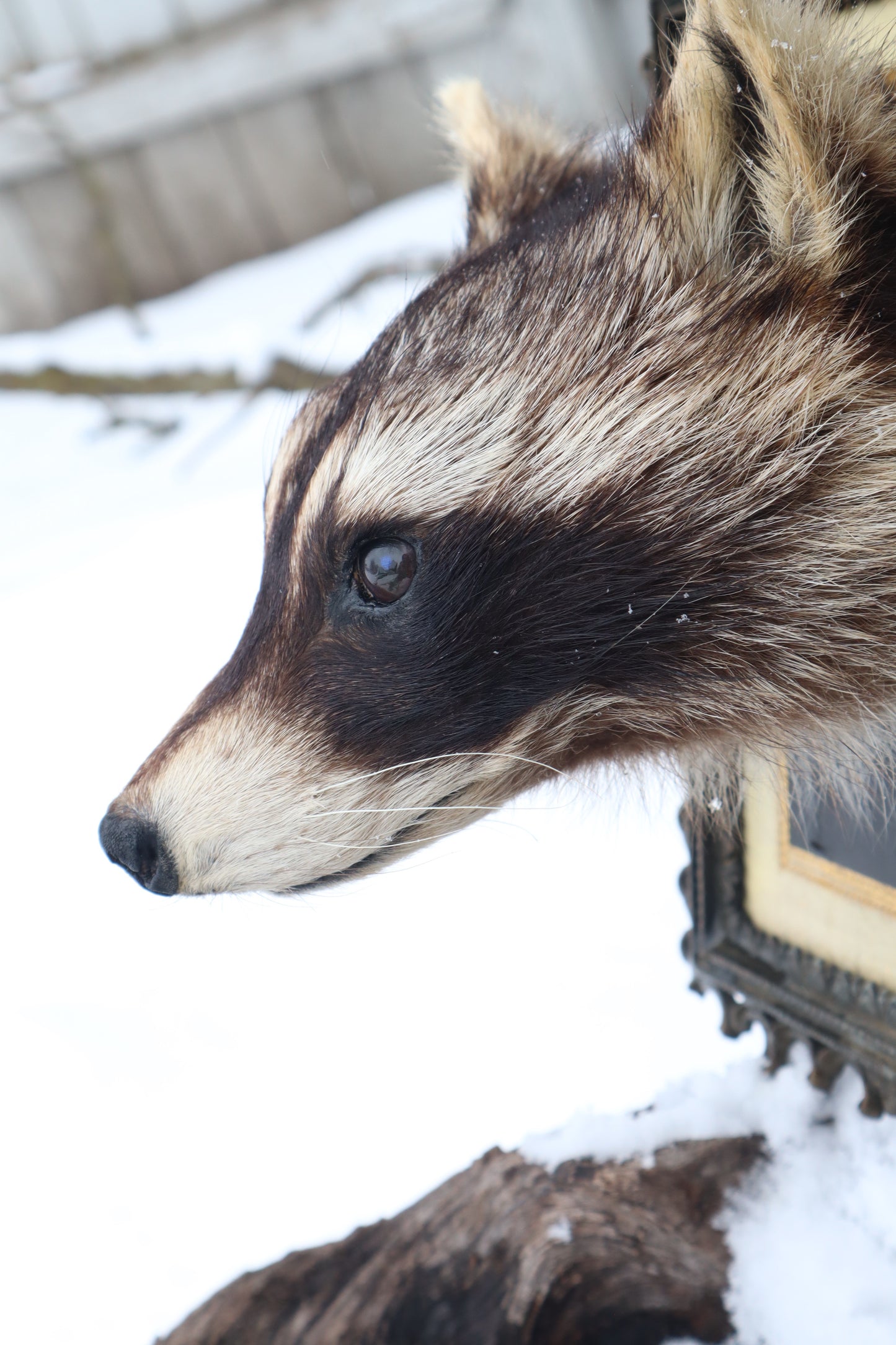 Taxidermy Raccoon