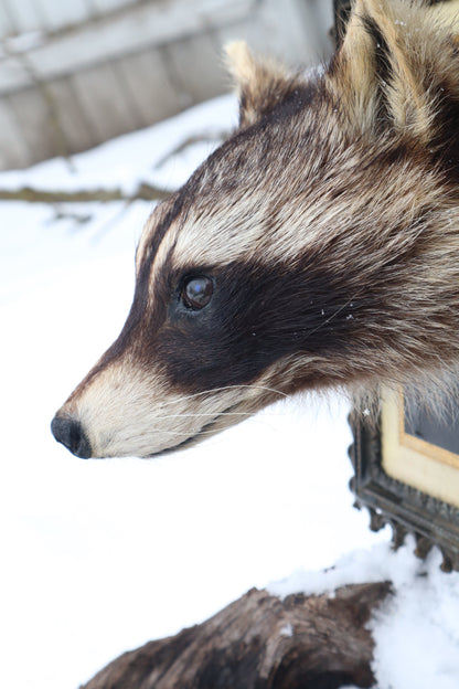 Taxidermy Raccoon