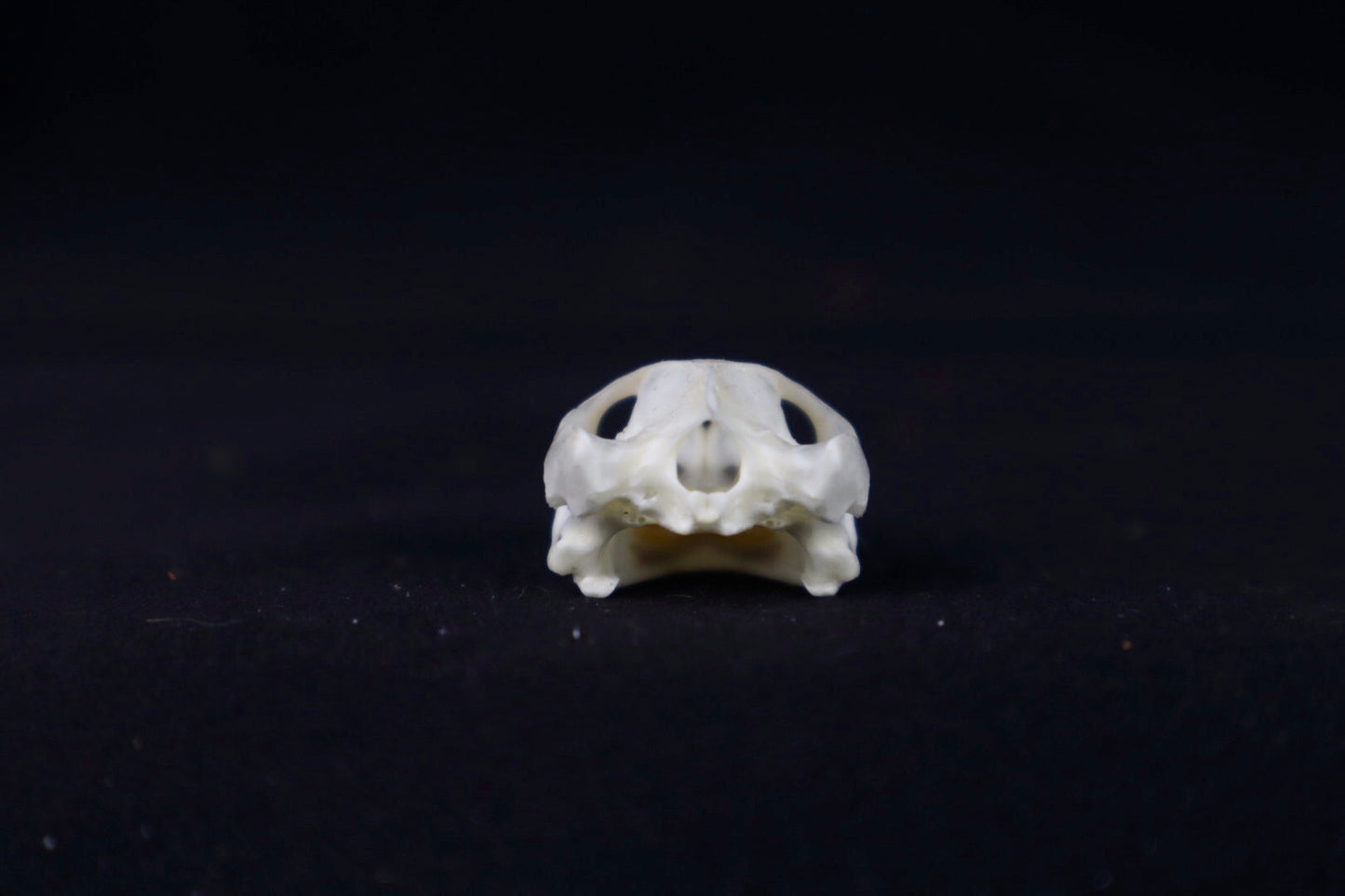 Red Eared Slider Skull