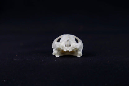Red Eared Slider Skull