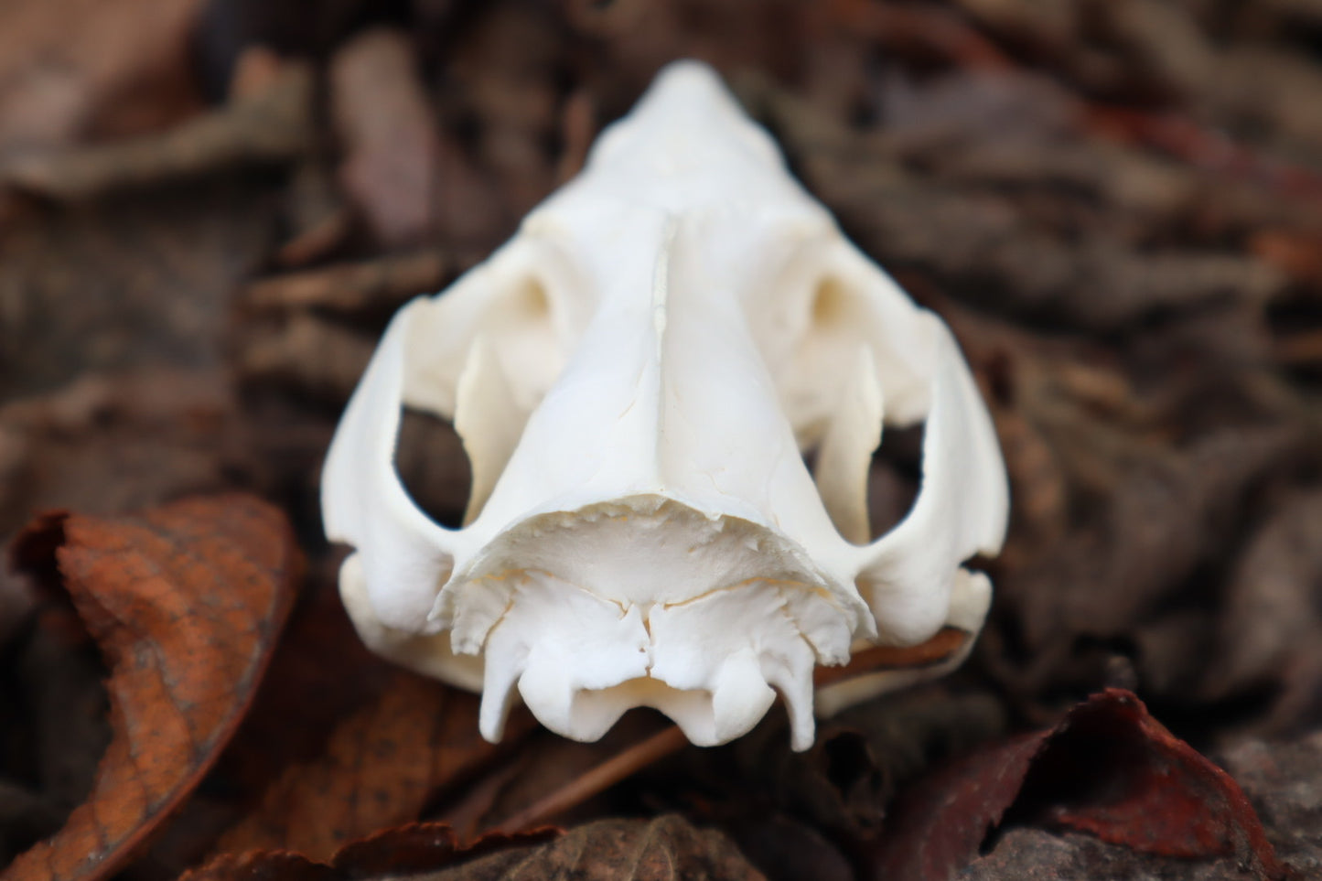 Opossum Skull