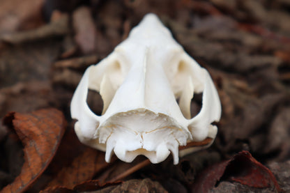 Opossum Skull