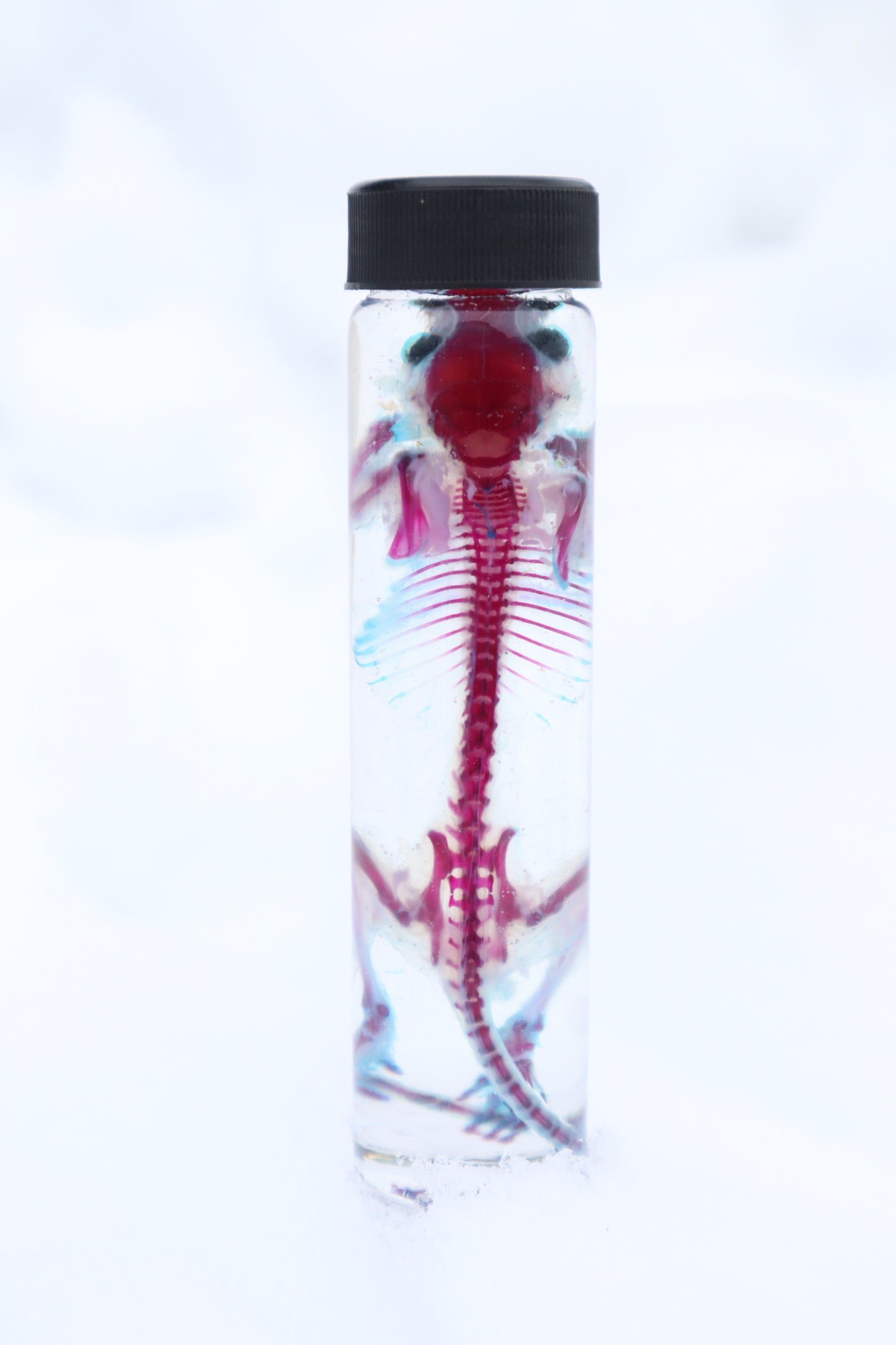Diaphonized Juvenile African Soft Fur Rat